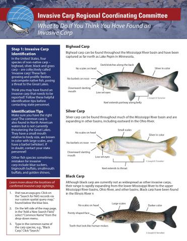 What to Do If You Think You Have Found an Invasive Carp