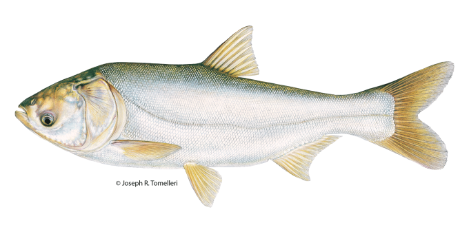 Copyrighted Joseph R. Tomelleri illustration of a silver carp with small silver scales, no scales on the head, low set eyes, downward slanting mouth and a keel that extends to the throat.