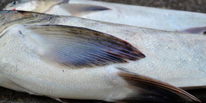 The ventral view of an invasive silver carp showing the keel.