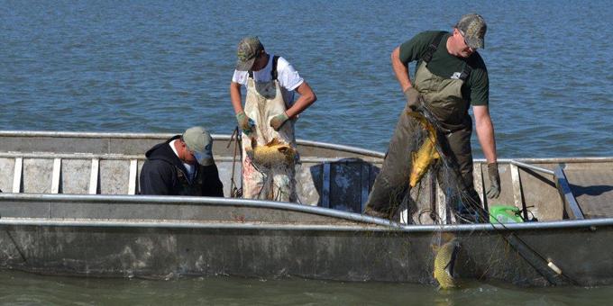 People in a boat pulling in fishing nets filled with large carp.