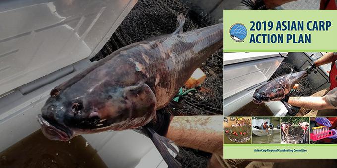 Cover of the 2019 Asian Carp Action Plan overlaying a Biologist holding a black carp.