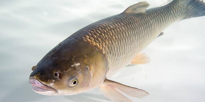 An adult grass carp in water in front of a white background.