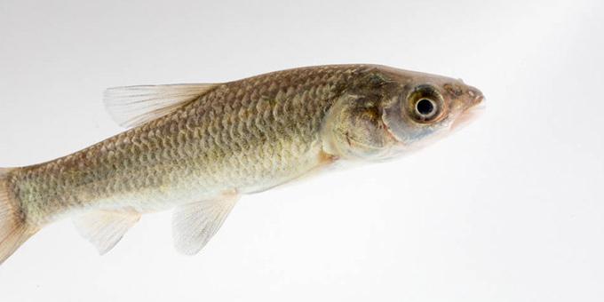 Juvenile black carp on white background.