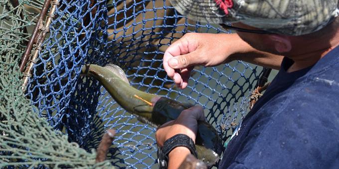 A person removing a tagged fish from a fishing net.