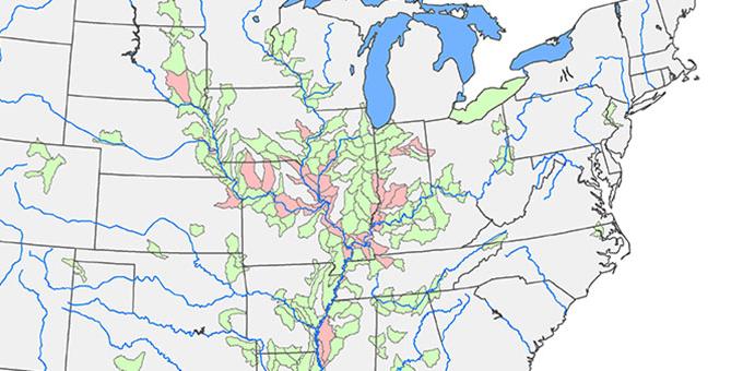 Small section of a map of the Midwest United States show distribution of bighead and silver carp in the Mississippi and Ohio Rivers.