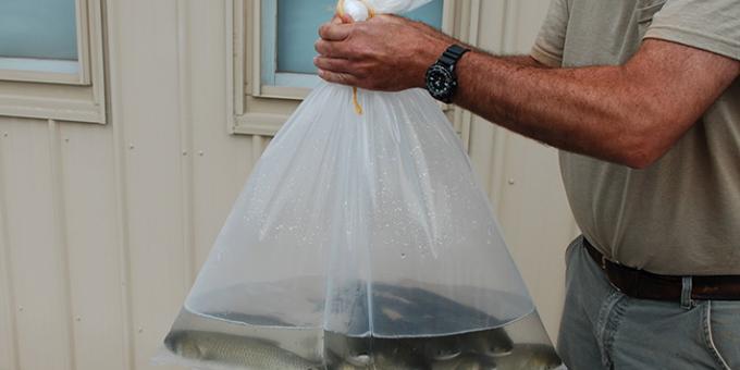A person holds a plastic bag of grass carp in water.