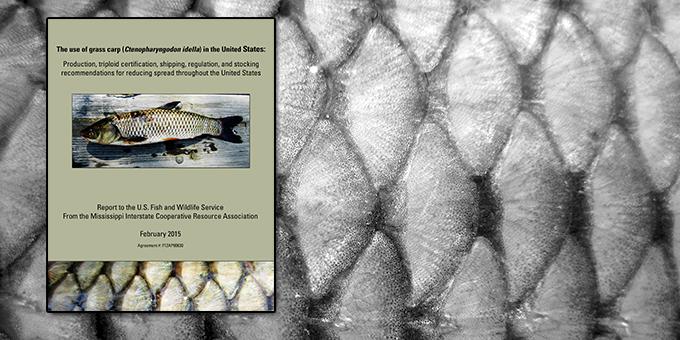Cover of the National Grass Carp Report overlaying fish scales.