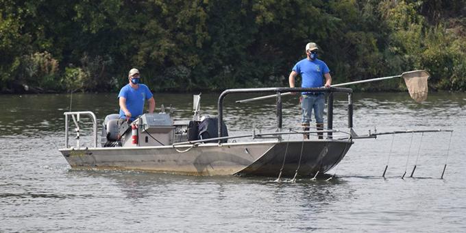 Two men wearing protective cloth face masks on a boat that has electrodes hanging into the water. The man at the front of the boat holds a fish net while the man at the back of the boat stands at the wheel.