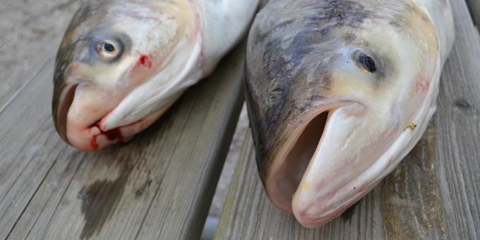 A close-up view of the heads of a bighead and silver carp.