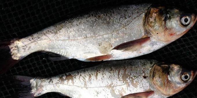 Small silver fish laying against a dark background.