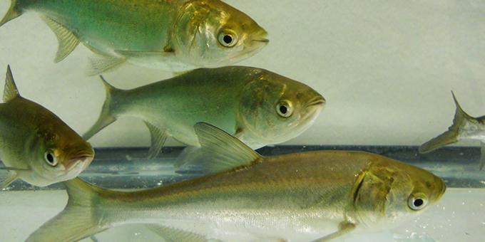 Four silver carp swimming in front of a white background.