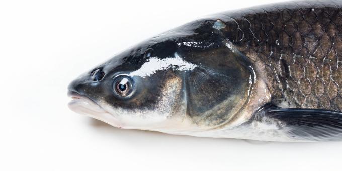 A close-up of the head of a black carp show the fish's mouth and operculum.