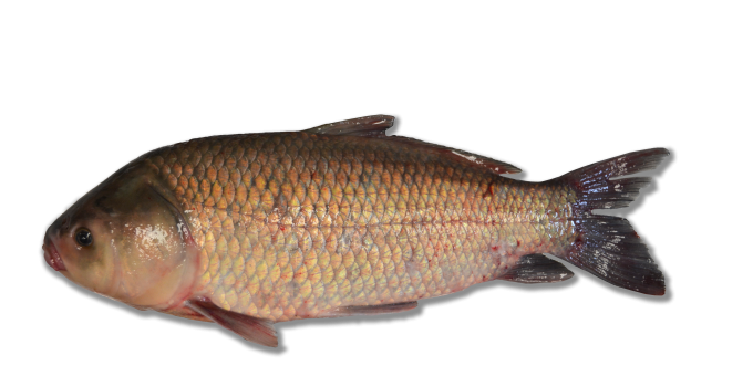 Bigmouth buffalo with large scales on a white background.