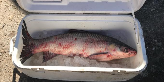 A fish sits in an open cooler on top of ice.