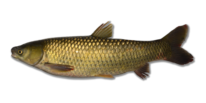 An olive-colored grass carp with large scales on a white background.