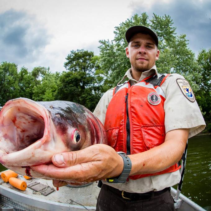 A man wearing an orange life jacket holds a carp up mouth gaping to the camera. There is a U.S. Fish and Wildlife Service patch on his sleeve.