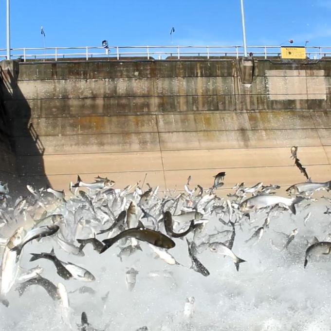 A swarm of large silver colored fish jump from the water.