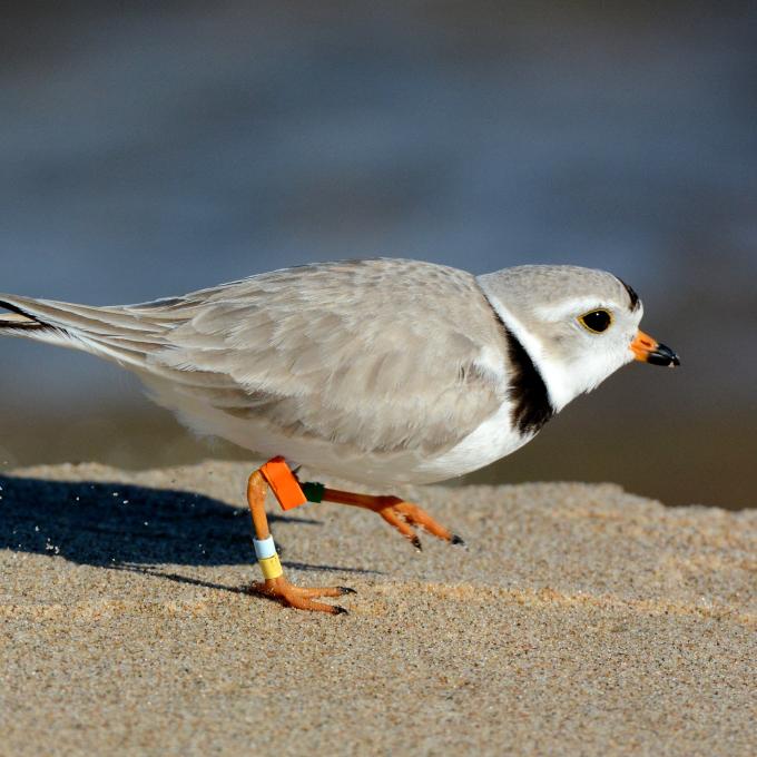 A close up of a grey, white and black shorebird with orange, white and yellow leg bands running across a sandy beach on a sunny day.