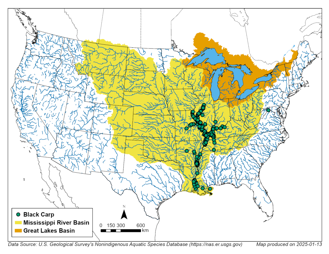 Map identifying black carp in the Mississippi River and Great Lakes basins.