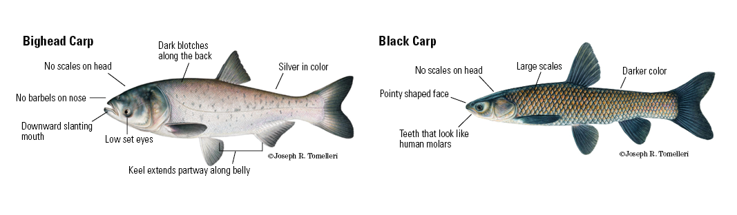 Joseph Tomelleri illustration of a bighead carp with defining characteristics including silver in color, no scales on head, no barbels on nose, low set eyes, downward slanting mouth, dark blotches along the back and a keel that extends partway along belly and black carp including darker in color with large scales, no scales on head, a pointy shaped face and teeth that look like human molars.
