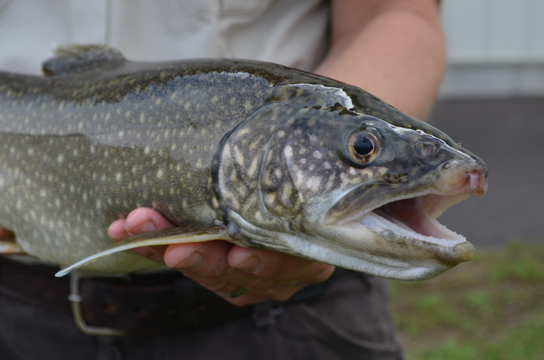 Biologist holding an adult lake trout.