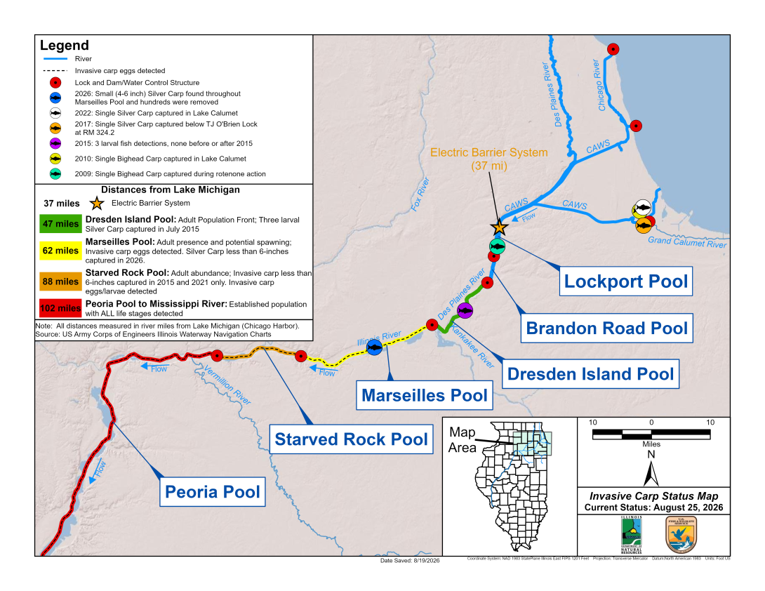 A map displaying the electric barrier system with a star located 37 miles from Lake Michigan in the Chicago Area Waterway in Northeast Illinois. The leading edge of adult bighead and silver carp is 10 miles below the electric barrier system. The leading edge of potential bighead and silver carp reproduction is depicted as 62 miles away from Lake Michigan in the Marseilles Pool. Verified spawning is shown to be in the Starved Rock Pool, 88 miles away from Lake Michigan.