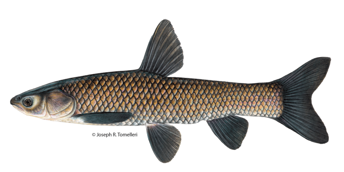 Copyrighted Joseph R. Tomelleri illustration of a black carp with dark large scales, no scales on the head and a pointy shaped face.