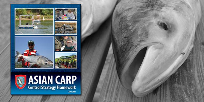 The cover of the 2014 Asian Carp Control Strategy Framework overlaying a photo of carp.