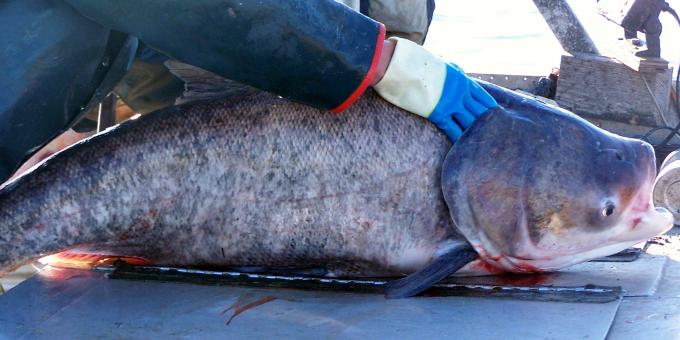 A bighead carp in a boat being held in place by a commercial angler.