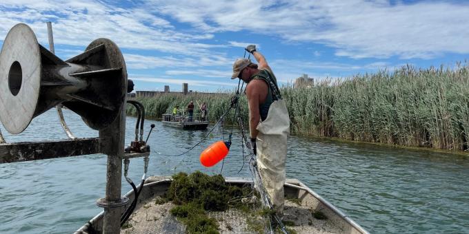 A person on a boat lifts netting from the water. A pile of aquatic plant debris sits on the boat deck. Another boat on the water can be seen in the background.