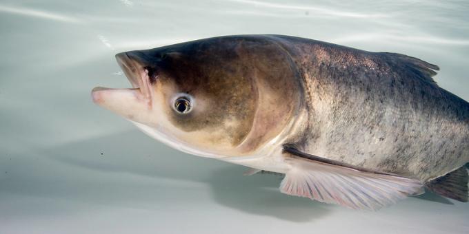 Adult bighead carp underwater against a white background.