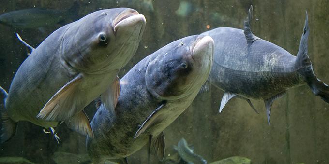 Bighead carp swimming in a tank.