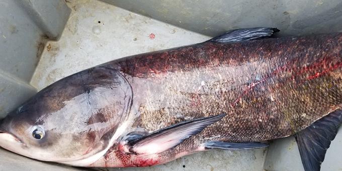 A dark-colored bighead carp in a large plastic tote bin.