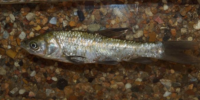 A small fish in front of a sandy background.