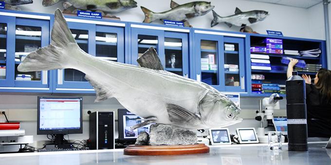 A taxidermy silver carp on display inside a laboratory.