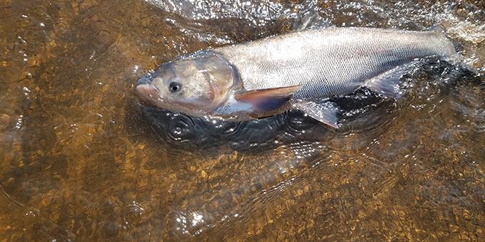 A white silver carp lays in shallow water.
