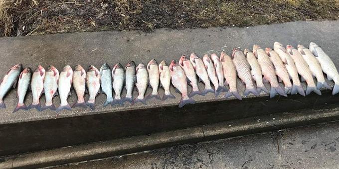 27 invasive carp of various species lined up on concrete.