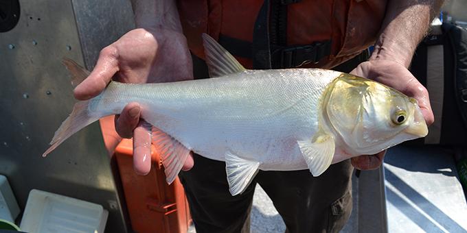 Hands holding a white-colored fish.