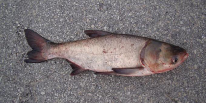 A bighead carp laying on cement.