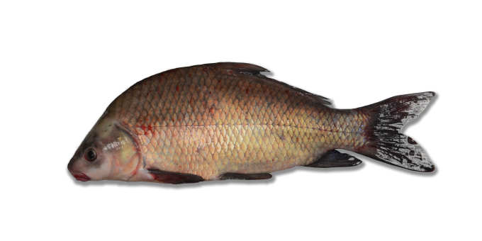 A smallmouth buffalo with a deep body and downturned mouth on a white background.