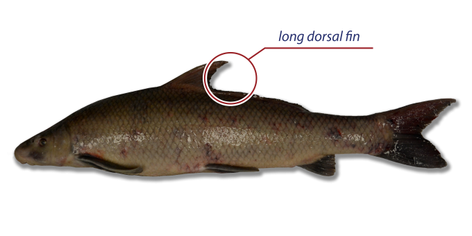 A blue sucker on a white background with the long dorsal fin labeled.