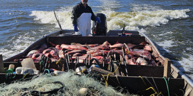 A person steering a boat filled with fish and fishing nets.