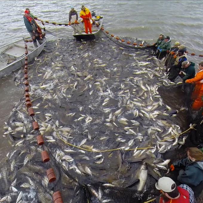A group of people, some standing in boats and others in water, hold a large net filled with fish.