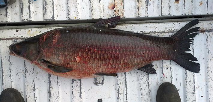 A dark black carp laying in a truck bed.