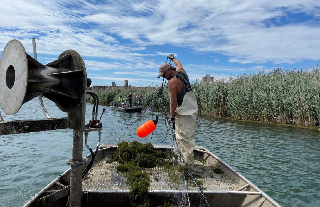 A person on a boat lifts netting from the water. A pile of aquatic plant debris sits on the boat deck. Another boat on the water can be seen in the background.