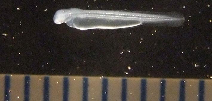 A white transparent fish larva with an attached yolk sac.