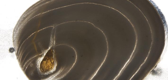 A fish scale-like object with concentric arcs.