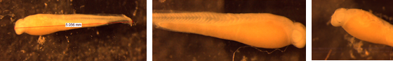 A collage showing larval grass carp against a dark background..
