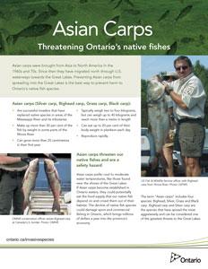 Asian Carps: Threatening Ontario Native Fishes