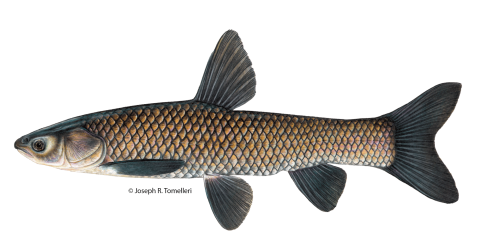 Copyrighted Joseph R. Tomelleri illustration of a black carp with dark large scales, no scales on the head and a pointy shaped face.